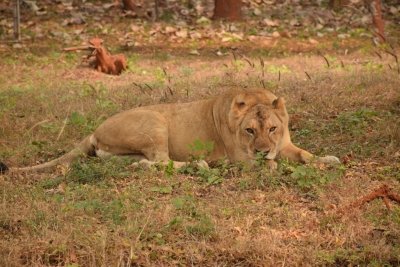 Panel to probe case of lioness that gave birth to 5 cubs in 75 hrs in Etawah Safari Park