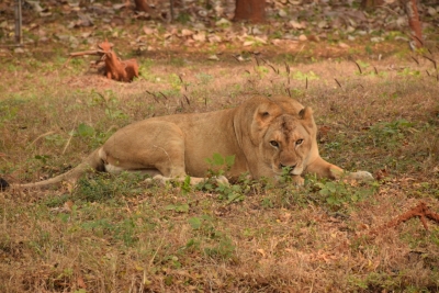 Lioness gives birth to cub in Etawah Lion safari Lioness gives birth to cub in Etawah Lion safari