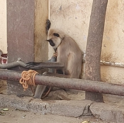 Gray Langur back at TVM zoo after 23 days
