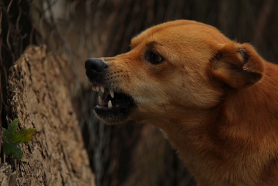 Rabies-infected girl bites 40 people before dying in UP village Rabies-infected girl bites 40 people before dying in UP village