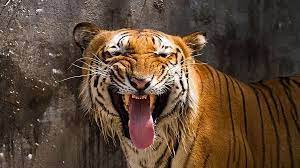 11-year-old girl mauled to death by ‘big cat’