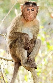 Lucknow to get two ‘Vanar Vans’ for monkey population