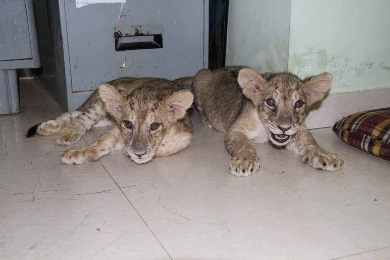 3 of 5 lion cubs die in Etawah lion safari