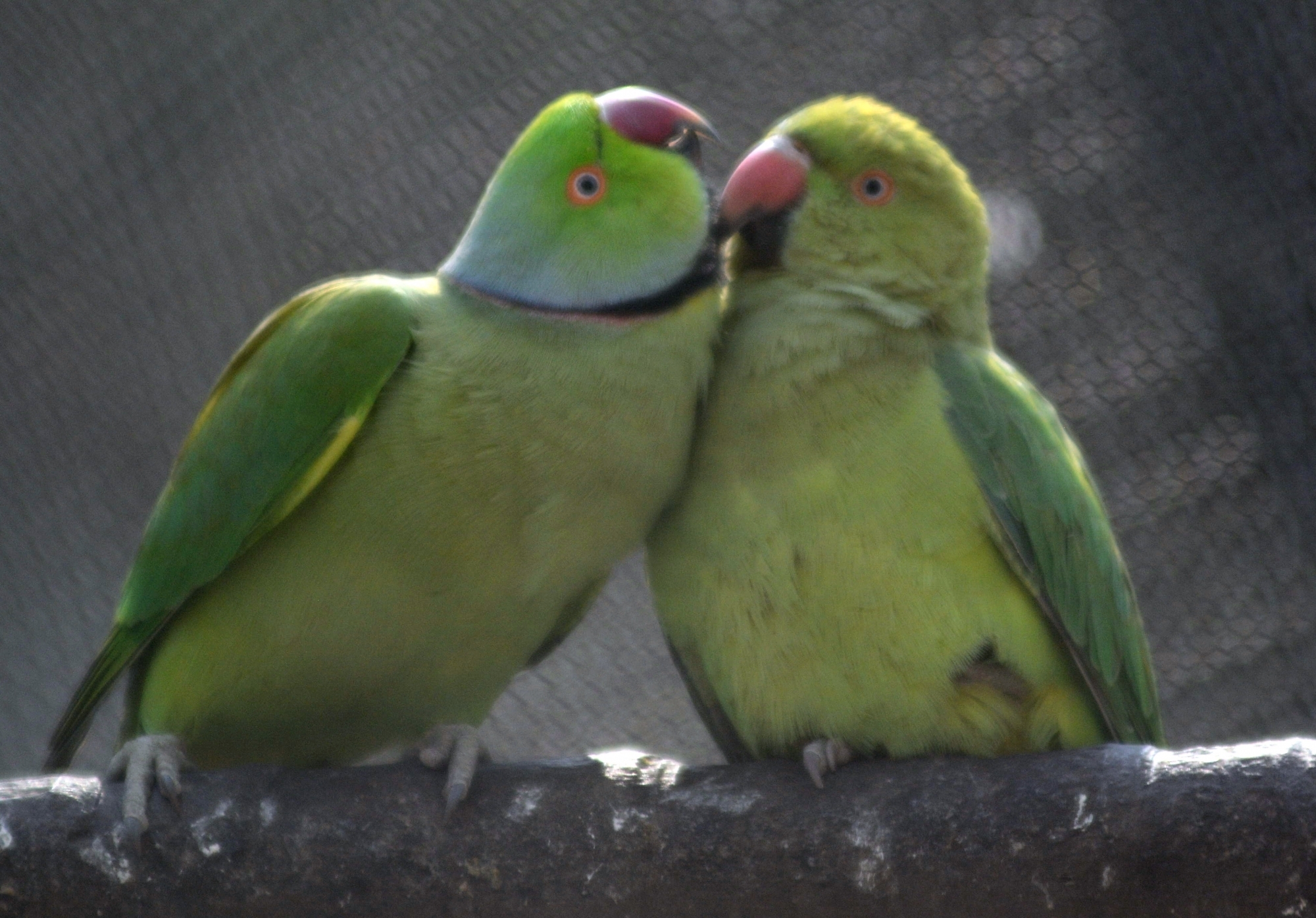 Experts say Bengal law banning indigenous birds as pets a timely move