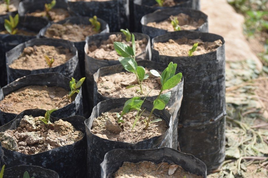 TN Forest Dept undertakes mangroves plantation