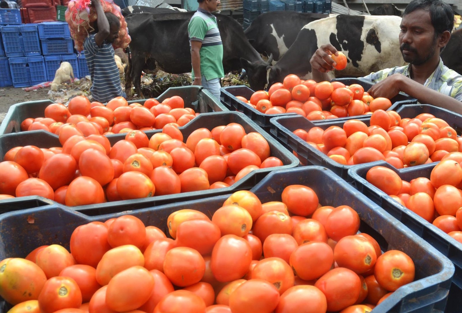 Rain in Andhra, K’taka: Tomato price touches Rs 170/kg in Chennai Rain in Andhra, K’taka: Tomato price touches Rs 170/kg in Chennai