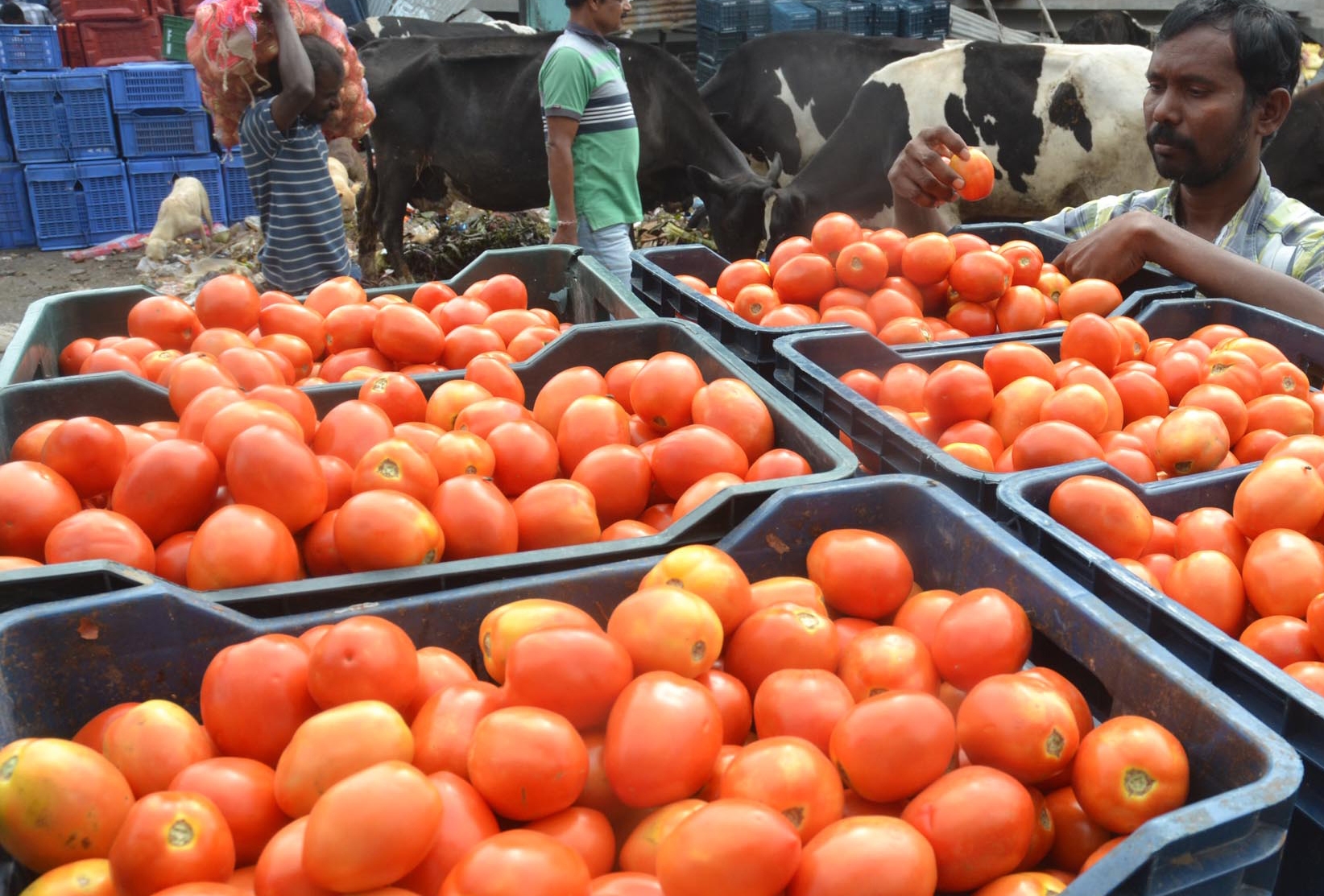 ‘If you stop eating tomatoes, prices will come down’: UP minister