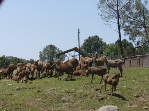 Himachal get nod for big zoo in Kangra Himachal get nod for big zoo in Kangra