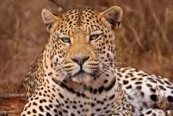 Bijnor leopard declared man-eater Bijnor leopard declared man-eater