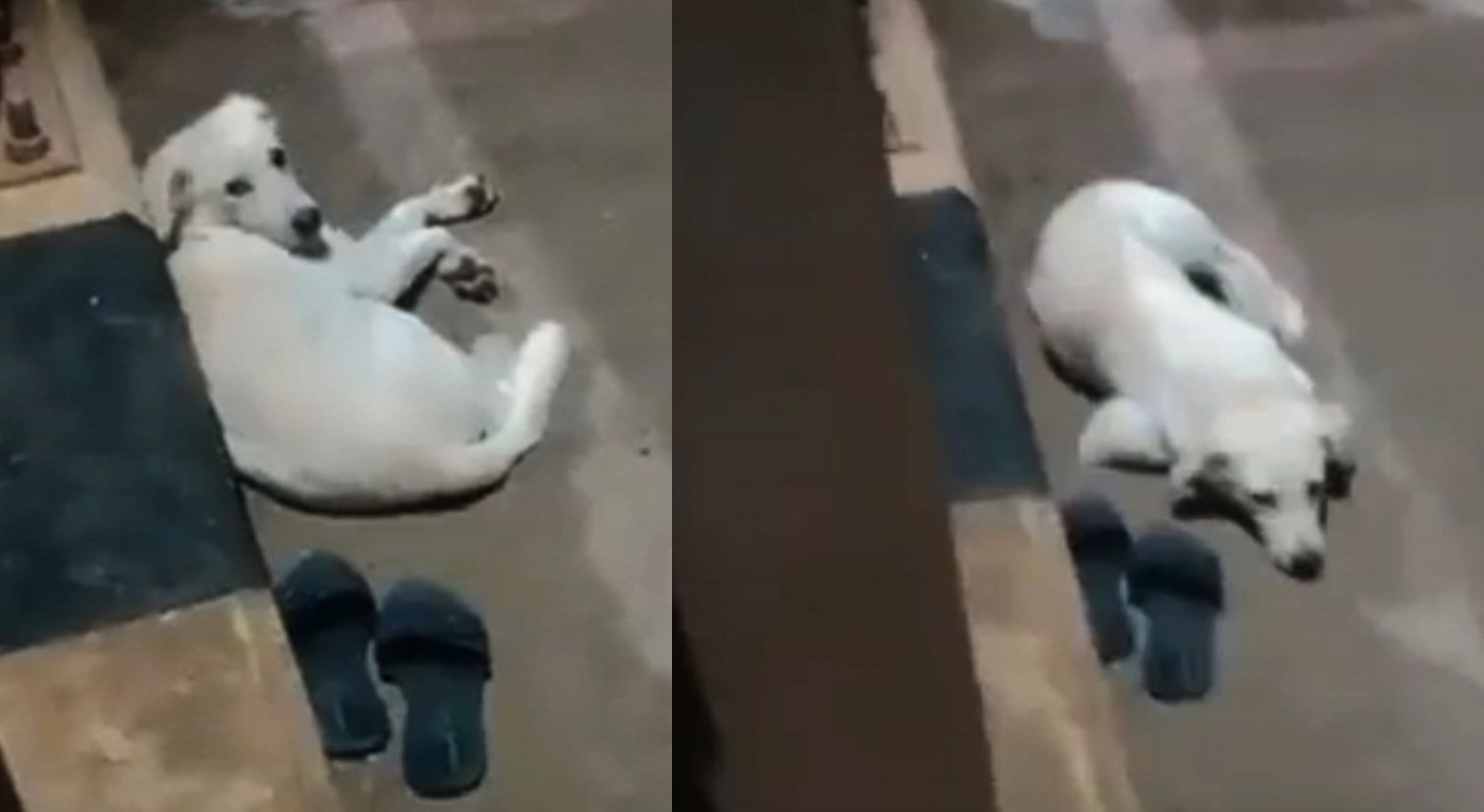 Dog waits near owner’s footwear after she jumps into Godavari in Andhra district Dog waits near owner’s footwear after she jumps into Godavari in Andhra district