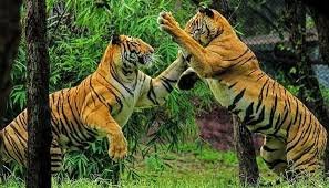 India has 3,682 tigers, 75% of global count: Tiger count data