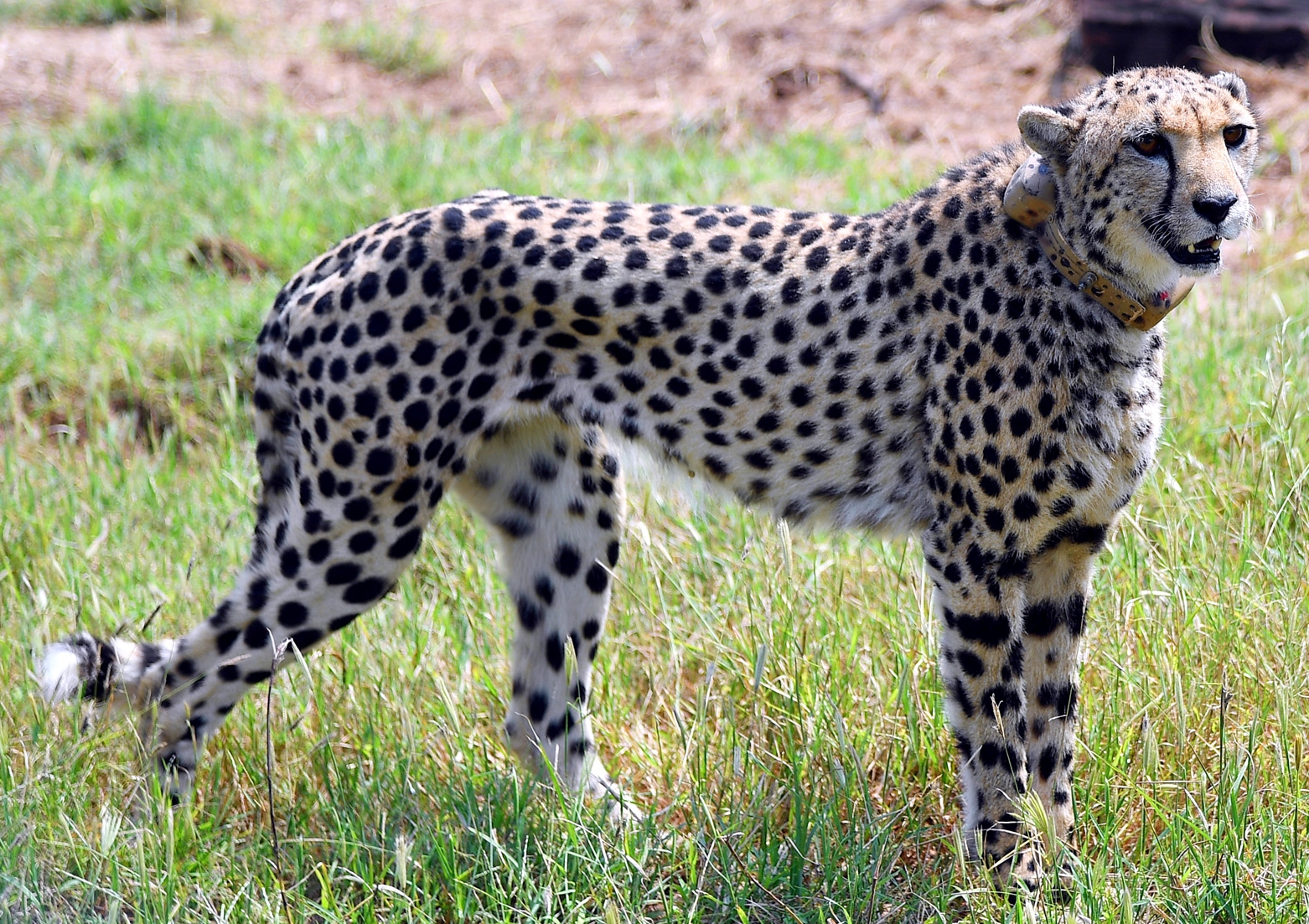 Two untraceable cheetahs: Dhatri found dead at Kuno, Nirva still out of radar Two untraceable cheetahs: Dhatri found dead at Kuno, Nirva still out of radar
