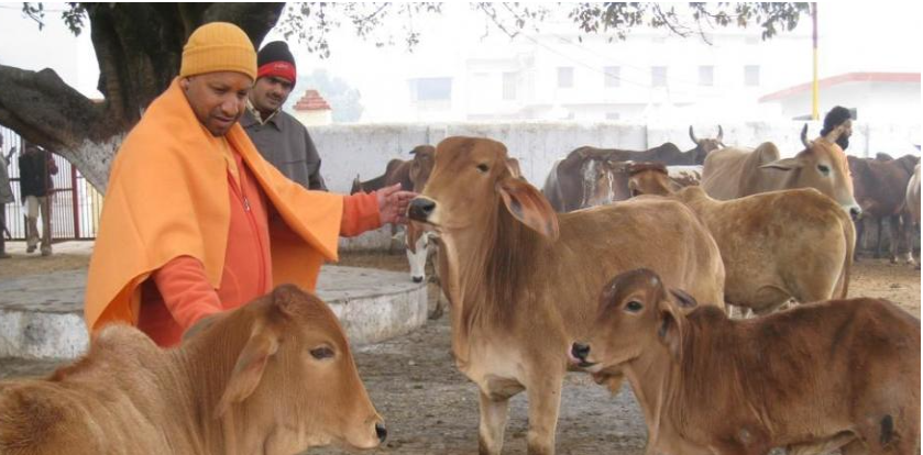 Lucknow: Yogi Government’s Significant Gift for Cow Protectors