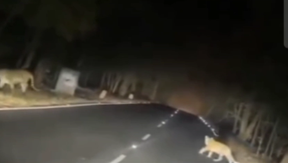 In Amroha ; Sighting of Half-Dozen panther and lions Crossing the Road at night