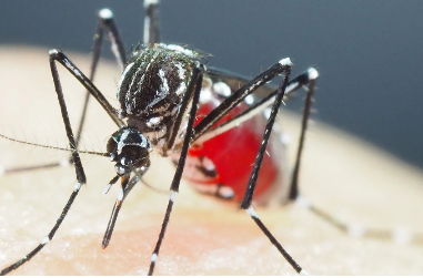 Detection of 6 Fresh Dengue Cases in Lucknow; Patients Identified Across Localities