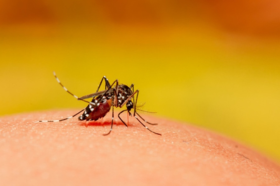 105 new dengue cases reported in Delhi in past one week 105 new dengue cases reported in Delhi in past one week
