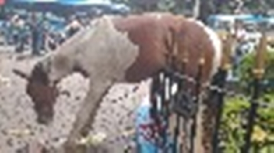 Horse impaled on fence in Kolkata Maidan, PETA India lodges FIR