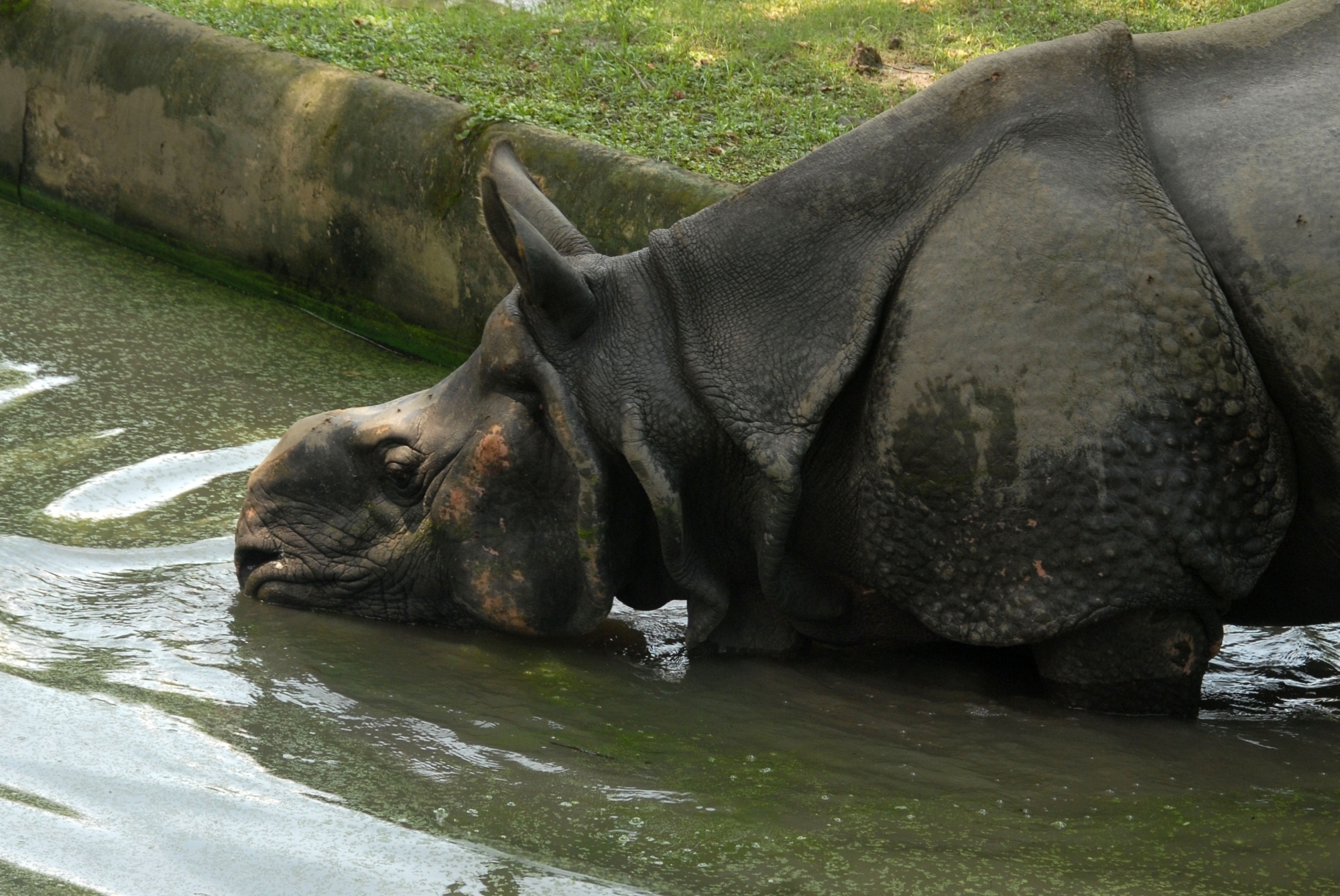 Rhino carcass in Manas National Park: Authorities say animal died due to infighting Rhino carcass in Manas National Park: Authorities say animal died due to infighting