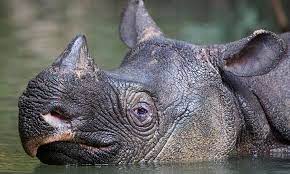 Javan Rhinos: The Struggle to Preserve One of Earth’s Rarest Large Mammals