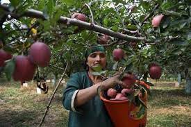 The government has asserted that the removal of additional retaliatory duties on imports of US apples, walnuts, and almonds will not adversely affect domestic producers