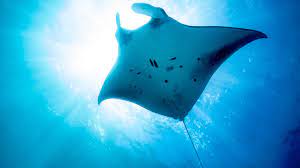 September 17th is world manta day