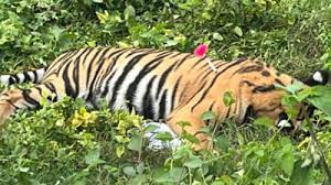 Forest workers face violent locals in rescuing the tigress in Pilibhit, tranquilized and caught. Forest workers face violent locals in rescuing the tigress in Pilibhit, tranquilized and caught.