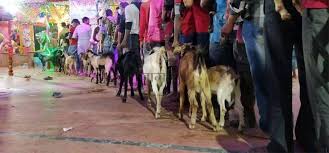 Nepali and Indian people sacrificed more than 15 thousand goats in Rajdevi temple.