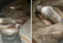 Photo of Ambulance found smuggling fish in UP’s Jalaun, driver booked
