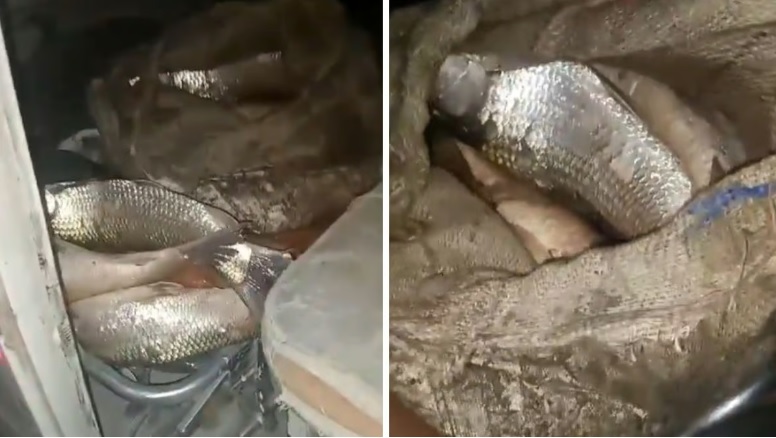 Ambulance found smuggling fish in UP’s Jalaun, driver booked