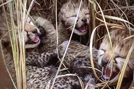 Kuno National Park: Namibian cheetah Asha gives birth to three cubs in Kuno National Park