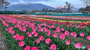 Tulip flowers will welcome MPs and visitors with their evergreen colors during the budget session.