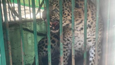 After 2-month hunt, leopardess that killed 6 kids in Balrampur captured: DFO