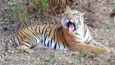 Photo of Tiger kills boy preparing for Class 10 board exam