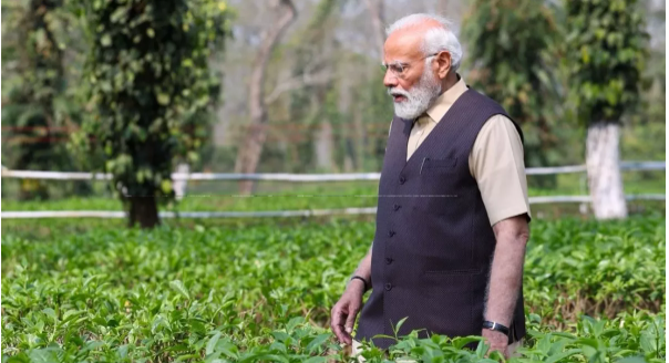 Modi’s Assam Visit: ‘Assam Tea Renowned Worldwide,’ PM Modi Enjoys Lush Green Tea Gardens