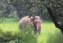 Photo of Terror of wild elephant in Sonitpur, Assam, crushes three people, including two forest guards.