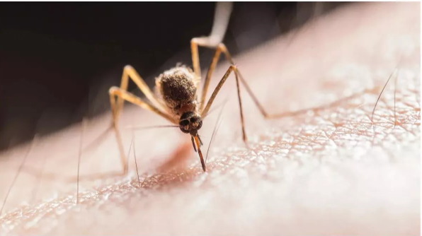 Outbreak of West Nile Fever in Kerala, alert issued in three districts, this is a deadly disease.