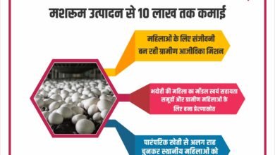 Yogi Government Boosts Rural Women’s Income, Empowering Mushroom Farming Entrepreneurs to Earn Up to ₹10 Lakh in Uttar Pradesh