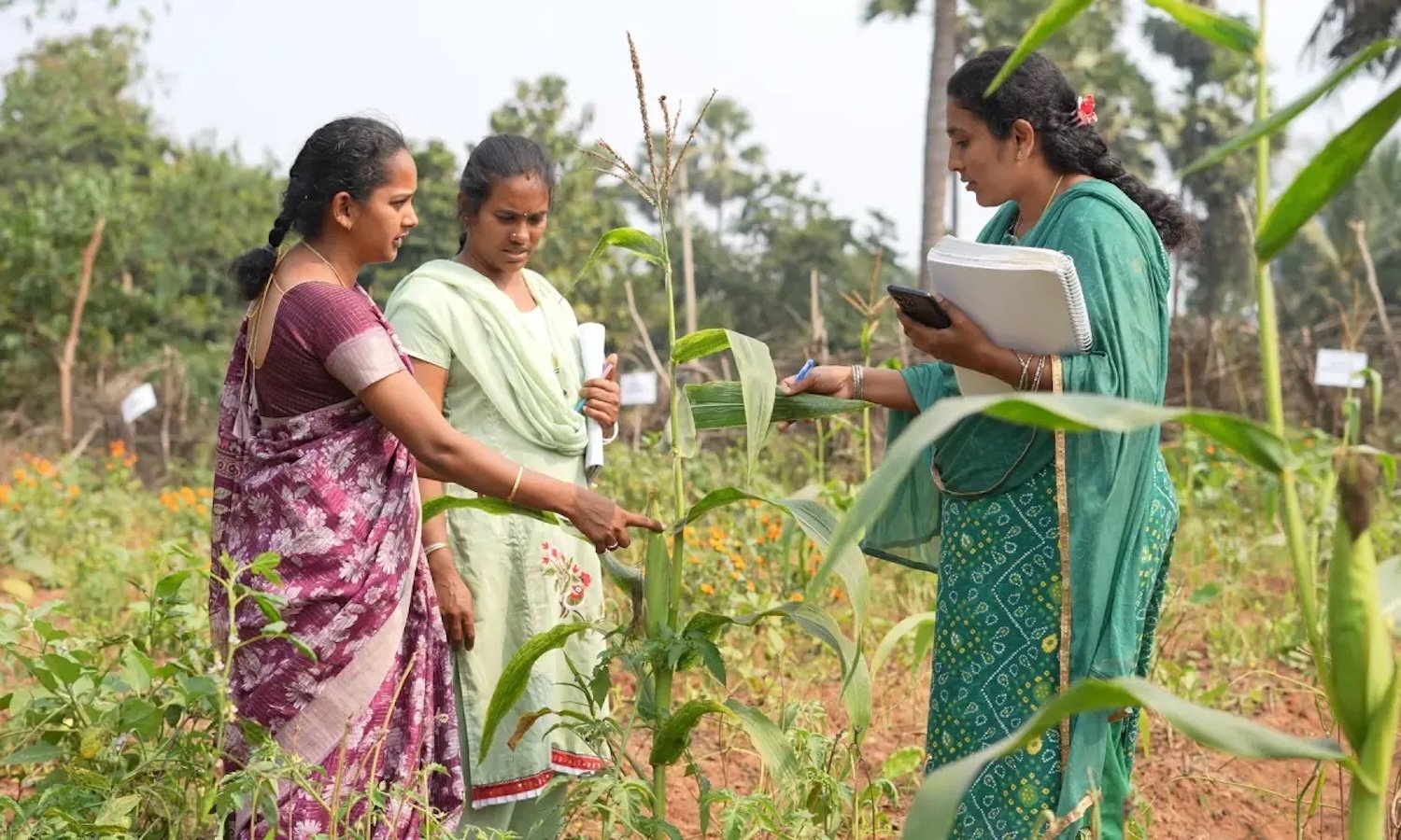 Natural farming to transform rural economy; up plans to develop Natural Farming Districts