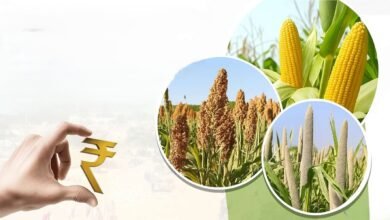 Procurement of maize, pearl millet and sorghum to continue until December 31 Procurement of maize, pearl millet and sorghum to continue until December 31